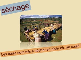 séchageLes baies sont mis à sécher en plein air, au soleil