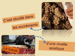 C’estrécoltédansles excrémentsd’unecivetteasiatiqueLe luwak