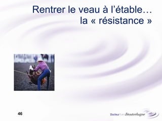 Rentrer le veau à l’étable…  la « résistance » 