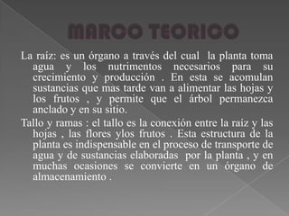 La raíz: es un órgano a través del cual la planta toma
  agua y los nutrimentos necesarios para su
  crecimiento y producción . En esta se acomulan
  sustancias que mas tarde van a alimentar las hojas y
  los frutos , y permite que el árbol permanezca
  anclado y en su sitio.
Tallo y ramas : el tallo es la conexión entre la raíz y las
  hojas , las flores ylos frutos . Esta estructura de la
  planta es indispensable en el proceso de transporte de
  agua y de sustancias elaboradas por la planta , y en
  muchas ocasiones se convierte en un órgano de
  almacenamiento .
 