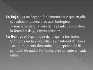 La hoja : es un órgano fundamental por que en ella
  se realizan muchos procesos biologicos
  , esenciales para la vida de la planta , entre ellos
  la fotosintesis y la trans piracion .
La flor : es el órgano que da origen a los frutos .
  Sin flores no hay cosecha . La cantidad de flores
  , en un momento determinado , depende de la
  cantidad de nudos formados previamente en cada
  rama.
 