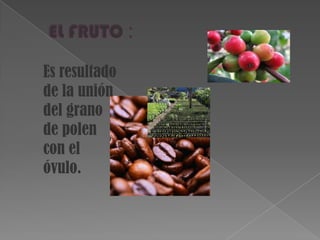 Es resultado
de la unión
del grano
de polen
con el
óvulo.
 