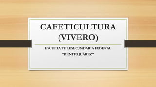 CAFETICULTURA
(VIVERO)
ESCUELA TELESECUNDARIA FEDERAL
“BENITO JUÁREZ”
 