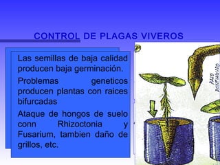 CONTROL DE PLAGAS VIVEROS
Las semillas seleccionadas
deben ser sembradas en
mezcla de tierra y arena.
Entre 15 y 40 días
germinan, produciendo
raices y empujando la
semilla afuera de la tierra y
formado los fosforitos o
saldaditos
Las semillas de baja calidad
producen baja germinación.
Problemas geneticos
producen plantas con raices
bifurcadas
Ataque de hongos de suelo
conn Rhizoctonia y
Fusarium, tambien daño de
grillos, etc.
 