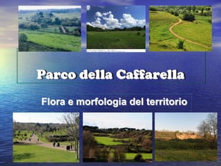 Parco della Caffarella
Flora e morfologia del territorio
 