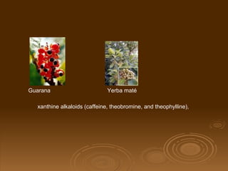 xanthine alkaloids (caffeine, theobromine, and theophylline),  Guarana Yerba maté 