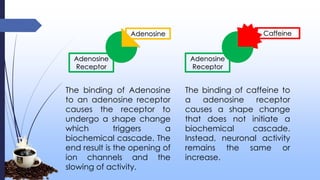 The binding of Adenosine
to an adenosine receptor
causes the receptor to
undergo a shape change
which triggers a
biochemical cascade. The
end result is the opening of
ion channels and the
slowing of activity.
The binding of caffeine to
a adenosine receptor
causes a shape change
that does not initiate a
biochemical cascade.
Instead, neuronal activity
remains the same or
increase.
Adenosine Caffeine
Adenosine
Receptor
Adenosine
Receptor
 