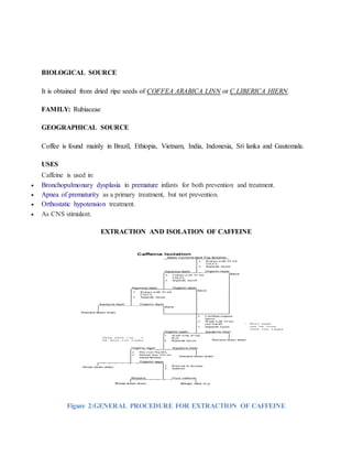 BIOLOGICAL SOURCE
It is obtained from dried ripe seeds of COFFEA ARABICA LINN or C.LIBERICA HIERN.
FAMILY: Rubiaceae
GEOGRAPHICAL SOURCE
Coffee is found mainly in Brazil, Ethiopia, Vietnam, India, Indonesia, Sri lanka and Gautemala.
USES
Caffeine is used in:
 Bronchopulmonary dysplasia in premature infants for both prevention and treatment.
 Apnea of prematurity as a primary treatment, but not prevention.
 Orthostatic hypotension treatment.
 As CNS stimulant.
EXTRACTION AND ISOLATION OF CAFFEINE
Figure 2:GENERAL PROCEDURE FOR EXTRACTION OF CAFFEINE
 