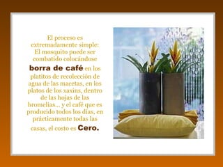 El proceso es extremadamente simple: El mosquito puede ser combatido colocándose  borra de café  en los platitos de recolección de agua de las macetas, en los platos de los xaxins, dentro de las hojas de las bromelias... y el café que es producido todos los días, en prácticamente todas las casas, el costo es  Cero. 
