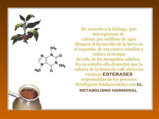 De acuerdo a la bióloga, 500 microgramos de  cafeína por mililitro de agua bloquea el desarrollo de la larva en el segundo, de sus cuatro estadíos y reduce el tiempo de vida de los mosquitos adultos.  En su estudio ella demostró que la cafeína de la borra de café altera las enzimas  ESTERASES   responsables de los procesos fisiológicos fundamentales con  el metabolismo hormonal   