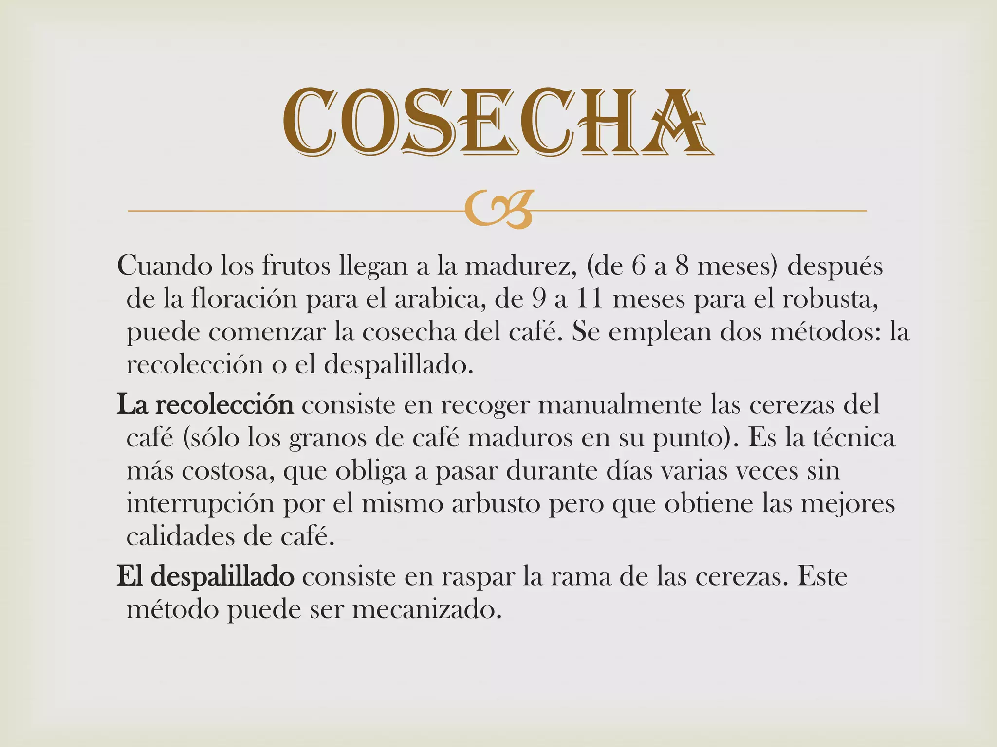     Cuando los frutos llegan a la madurez, (de 6 a 8 meses) después de la floración para el arabica, de 9 a 11 meses para el robusta, puede comenzar la cosecha del café. Se emplean dos métodos: la recolección o el despalillado.La recolección consiste en recoger manualmente las cerezas del café (sólo los granos de café maduros en su punto). Es la técnica más costosa, que obliga a pasar durante días varias veces sin interrupción por el mismo arbusto pero que obtiene las mejores calidades de café. El despalillado consiste en raspar la rama de las cerezas. Este método puede ser mecanizado.Cosecha 