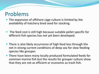 Cage Culture of Grouper and Cobia