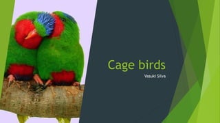 Vasuki Silva
Cage birds
 