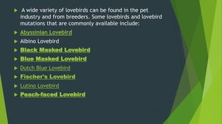  A wide variety of lovebirds can be found in the pet
industry and from breeders. Some lovebirds and lovebird
mutations that are commonly available include:
 Abyssinian Lovebird
 Albino Lovebird
 Black Masked Lovebird
 Blue Masked Lovebird
 Dutch Blue Lovebird
 Fischer's Lovebird
 Lutino Lovebird
 Peach-faced Lovebird
 