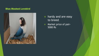 Blue Masked Lovebird
 hardy and are easy
to breed,
 Market price of pair-
5000 Rs
 