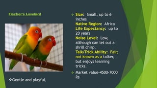 Fischer's Lovebird  Size: Small, up to 6
inches
Native Region: Africa
Life Expectancy: up to
20 years
Noise Level: Low,
although can let out a
shrill chirp.
Talk/Trick Ability: Fair;
not known as a talker,
but enjoys learning
tricks.
 Market value-4500-7000
Rs
Gentle and playful,
 
