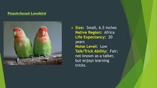 Peach-faced Lovebird
 Size: Small, 6.5 inches
Native Region: Africa
Life Expectancy: 20
years
Noise Level: Low
Talk/Trick Ability: Fair;
not known as a talker,
but enjoys learning
tricks.
 