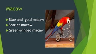 Blue and gold macaw
Scarlet macaw
Green-winged macaw
Macaw
 