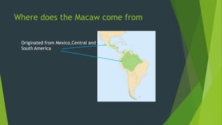 Where does the Macaw come from
Originated from Mexico,Central and
South America
 