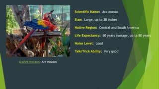 scarlet macaws (Ara macao)
Scientific Name: Ara macao
Size: Large, up to 38 inches
Native Region: Central and South America
Life Expectancy: 60 years average, up to 80 years
Noise Level: Loud
Talk/Trick Ability: Very good
 