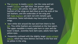  The plumage is mostly scarlet, but the rump and tail-
covert feathers are light blue, the greater upper
wing coverts are yellow, the upper sides of the flight
feathers of the wings are dark blue as are the ends of the
tail feathers, and the undersides of the wing and
tail flight feathers are dark red with metallic gold
iridescence. Some individuals may have green in the
wings.
 bare white skin around the eye and from there to the
bill. Tiny white feathers are contained on the face patch.
The upper mandible is mostly pale horn in color and the
lower is black. Juveniles have dark eyes; adults have light
yellow eyes.
 frequently confused with the slightly larger green-winged
macaw, which has more distinct red lines in the face and
no yellow in the wing.
 