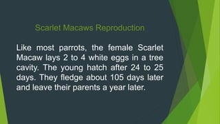 Scarlet Macaws Reproduction
Like most parrots, the female Scarlet
Macaw lays 2 to 4 white eggs in a tree
cavity. The young hatch after 24 to 25
days. They fledge about 105 days later
and leave their parents a year later.
 