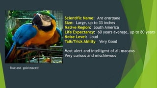 Blue and gold macaw
Scientific Name: Ara ararauna
Size: Large, up to 33 inches
Native Region: South America
Life Expectancy: 60 years average, up to 80 years
Noise Level: Loud
Talk/Trick Ability: Very Good
Most alert and intelligent of all macaws
Very curious and mischievous
 