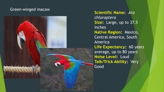 Scientific Name: Ara
chloroptera
Size: Large, up to 37.5
inches
Native Region: Mexico,
Central America, South
America
Life Expectancy: 60 years
average, up to 80 years
Noise Level: Loud
Talk/Trick Ability: Very
Good
Green-winged macaw
 