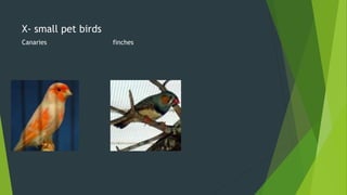 X- small pet birds
Canaries finches
 