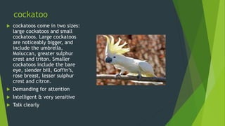 cockatoo
 cockatoos come in two sizes:
large cockatoos and small
cockatoos. Large cockatoos
are noticeably bigger, and
include the umbrella,
Moluccan, greater sulphur
crest and triton. Smaller
cockatoos include the bare
eye, slender bill, Goffin’s,
rose breast, lesser sulphur
crest and citron.
 Demanding for attention
 Intelligent & very sensitive
 Talk clearly
 
