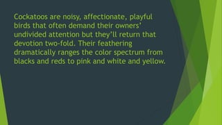 Cockatoos are noisy, affectionate, playful
birds that often demand their owners’
undivided attention but they’ll return that
devotion two-fold. Their feathering
dramatically ranges the color spectrum from
blacks and reds to pink and white and yellow.
 