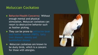 Moluccan Cockatoo
 Behavior/Health Concerns: Without
enough mental and physical
stimulation, Moluccan cockatoos can
resort to destructive behavior such
as feather picking.
 They can be prone to psittacine beak
and feather disease (PBFD), fatty
liver disease, obesity and
bumblefoot disease
 Moluccan cockatoos are known to
be dusty birds, which is a concern
for those with allergies.
 