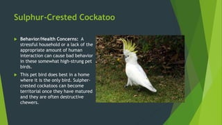 Sulphur-Crested Cockatoo
 Behavior/Health Concerns: A
stressful household or a lack of the
appropriate amount of human
interaction can cause bad behavior
in these somewhat high-strung pet
birds.
 This pet bird does best in a home
where it is the only bird. Sulpher-
crested cockatoos can become
territorial once they have matured
and they are often destructive
chewers.
 