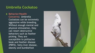 Umbrella Cockatoo
 Behavior/Health
Concerns: Umbrella
Cockatoos can be extremely
aggressive while breeding.
Without enough mental and
physical stimulation, they
can resort destructive
behaviors such as feather
picking. They are
susceptible to psittacine
beak and feather disease
(PBFD), fatty liver disease,
obesity and bumblefoot
 