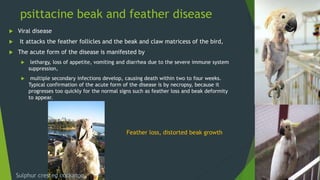 psittacine beak and feather disease
 Viral disease
 It attacks the feather follicles and the beak and claw matricess of the bird,
 The acute form of the disease is manifested by
 lethargy, loss of appetite, vomiting and diarrhea due to the severe immune system
suppression,
 multiple secondary infections develop, causing death within two to four weeks.
Typical confirmation of the acute form of the disease is by necropsy, because it
progresses too quickly for the normal signs such as feather loss and beak deformity
to appear.
Feather loss, distorted beak growth
Sulphur crested cockatoo
 