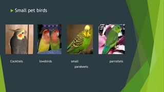  Small pet birds
Cocktiels lovebirds small parrotlets
parakeets
 
