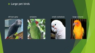  Large pet birds
African grey amazons small cockatoos large conures
 