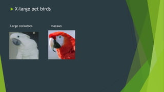  X-large pet birds
Large cockatoos macaws
 