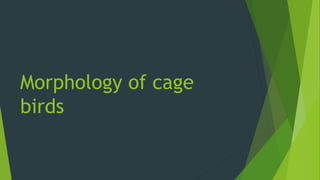 Morphology of cage
birds
 
