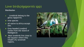 Love birds(Agapornis spp)
Distribution
 Lovebirds belong to the
genus Agapornis.
 nine species
 all native to Africa except
one.
 Grey-headed Lovebird
comes from the island of
Madagascar.
 Most lovebirds live close to
the equator where they
inhabit dry savannah
regions.
 