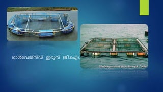 ഗാൾഷവയ്സ്സ്ഡ് ഇരുമ്പ് (ജി.ഐ),
 