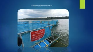 Installed cages in the Farm
 