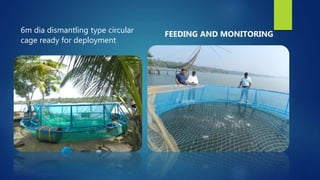 6m dia dismantling type circular
cage ready for deployment
FEEDING AND MONITORING
 