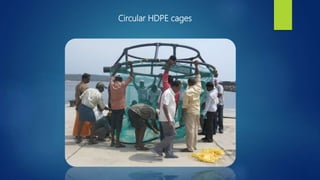 Circular HDPE cages
 