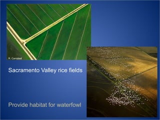 R. Campbell

Sacramento Valley rice fields

Provide habitat for waterfowl

 