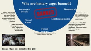 Why are battery cages banned?
Psychological
problems
Physical
trauma
Forced
molting
Light manipulation
Osteoporosis
Battery cages prevent
chickens from engaging in
most of their natural
behaviors, including
perching, roosting, dust-
bathing, foraging, and
exploring.
The wire mesh floors of
battery cages can cause a
host of foot disorders,
including toe pad
hyperkeratosis,
Hens are denied food and water to force
them to produce more eggs.
Because the number of daylight
hours affects egg production in
laying hens, light can be
manipulated to artificially induce
birds into ramping up
production.
The inability to walk more
than a few paces, to run, or
even to properly stretch their
wings leads to bone fragility
and fractures, especially
during transport.
India: Phase-out completed in 2017
 