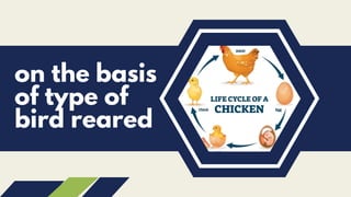 on the basis
of type of
bird reared
 