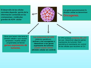 Otros que hacen más lenta la división celular o que causan apoptosis ( muerte celular programada) se llaman  genes supresores de tumores. Las mutaciones del ADN  (defectos genéticos)  - activan a los oncogenes o  desactivan a los genes supresores de tumores  pueden causar cáncer  (división celular sin control) Los genes que promueven la división celular se denominan Oncogenes.  El desarrollo de las células  normales depende  ppmte de la información contenida en los cromosomas = moléculas grandes de ADN  celular El VPH produce  proteínas E6 y E7  las que  desactivan algunos genes supresores de tumores. Esto permitiría el crecimiento sin control de las células que recubren el CU. 