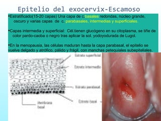 Epitelio del exocervix-Escamoso Estratificado(15-20 capas) Una capa de c. basales  redondas, núcleo grande,  oscuro y varias capas  de  c.  parabasales, intermedias y superficiales. Capas intermedia y superficial:  Cél.tienen glucógeno en su citoplasma, se tiñe de  color pardo-caoba o negro tras aplicar la sol. yodoyodurada de Lugol. En la menopausia, las células maduran hasta la capa parabasal, el epitelio se vuelve delgado y atrófico, pálido y frágil, con manchas petequiales subepiteliales.  