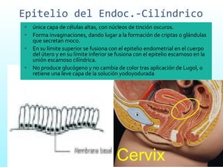 Epitelio del Endoc.-Cilíndrico única capa de células altas, con núcleos de tinción oscuros.  Forma invaginaciones, dando lugar a la formación de criptas o glándulas que secretan moco. En su límite superior se fusiona con el epitelio endometrial en el cuerpo del útero y en su límite inferior se fusiona con el epitelio escamoso en la unión escamoso cilíndrica. No produce glucógeno y no cambia de color tras aplicación de Lugol, o retiene una leve capa de la solución yodoyodurada  